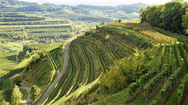 Wandern im Kaiserstuhl