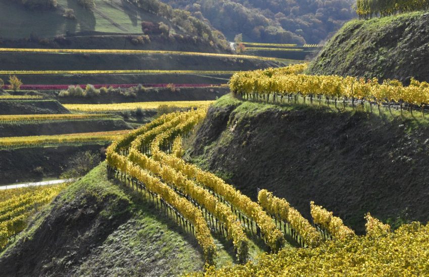 Weinhänge am Kaiserstuhl (2)
