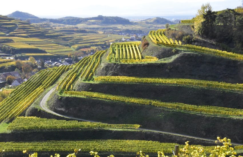Weinhänge am Kaiserstuhl